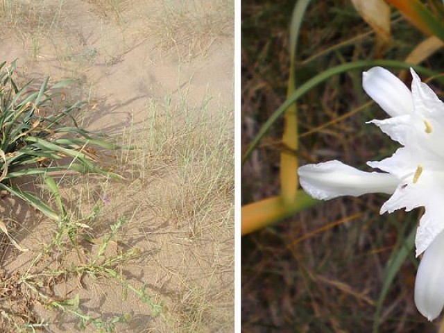 Azucena marina o lirio de mar (Pancratium maritimum L)