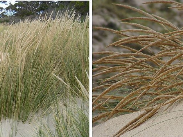 Barrón (Ammophila arenaria L)