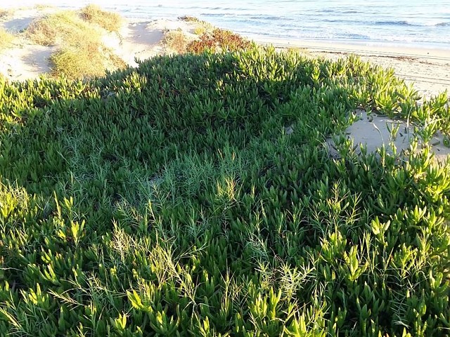 Uña de gato (Carpobrotus edulis)