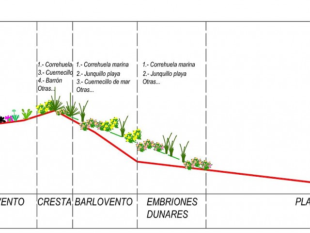 Sección proyectada con identificación de especies a revegetar